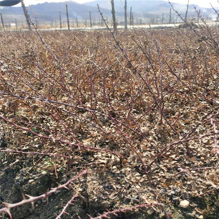 黄刺梅 黄刺梅批发 东北基地直销 价格低廉