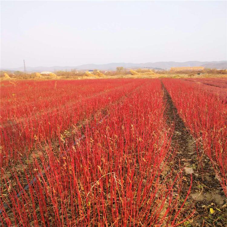 红瑞木 东北红瑞木生产基地 品质保证价格低廉