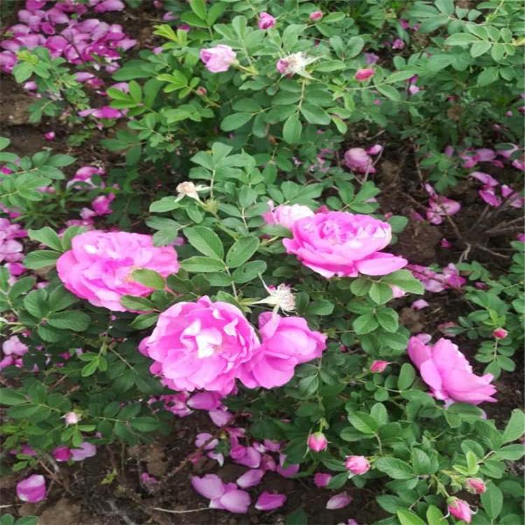 冷香玫瑰价格 冷香玫瑰批发东北基地直销 价格低廉各种规格俱全