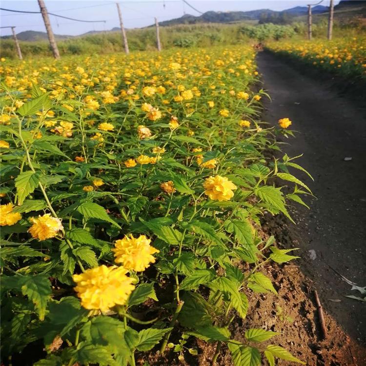 棣棠苗棣棠花 各种规格齐全东北基地批发