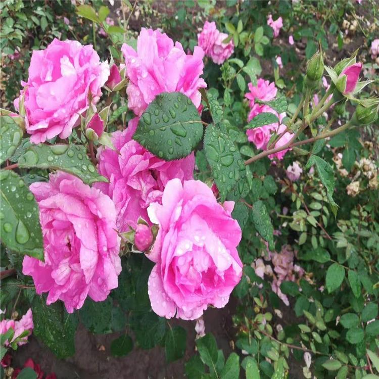 耐寒月季 粉牡丹 东北生产基地 价格低廉品种齐全