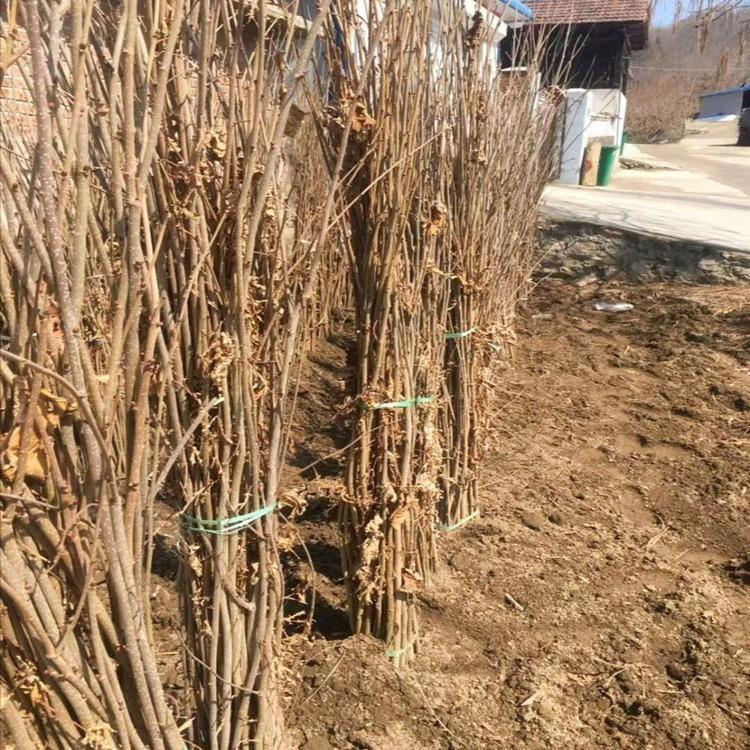 平欧杂交榛子苗 沈阳榛子苗基地