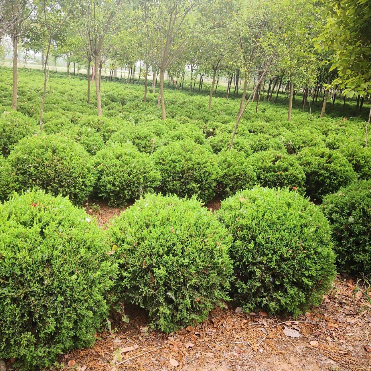 桧柏球 沈阳桧柏球苗木