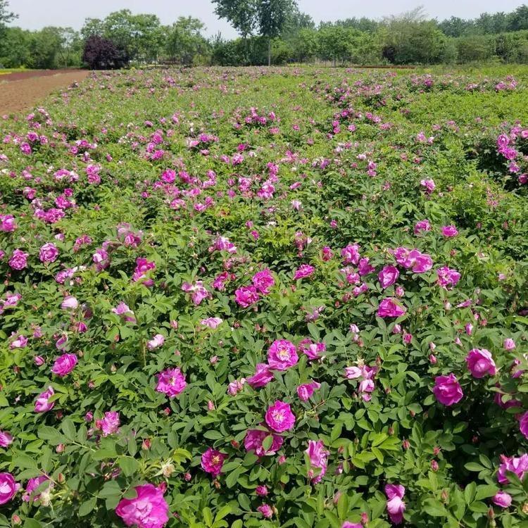 多季玫瑰 沈阳多季玫瑰苗苗圃基地