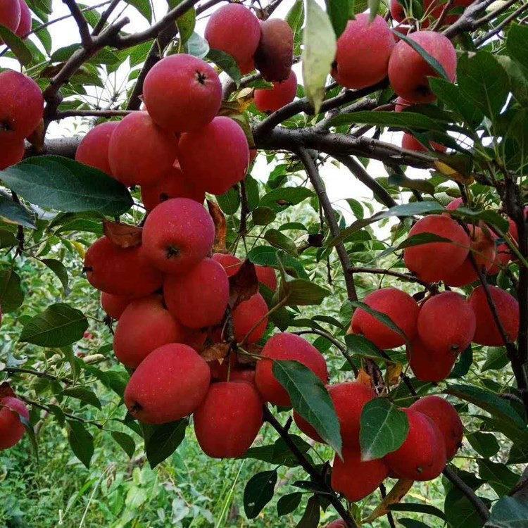 鸡心果苹果苗批发 新品种鸡心果 苹果树苗 耐寒矮化鸡心果苗