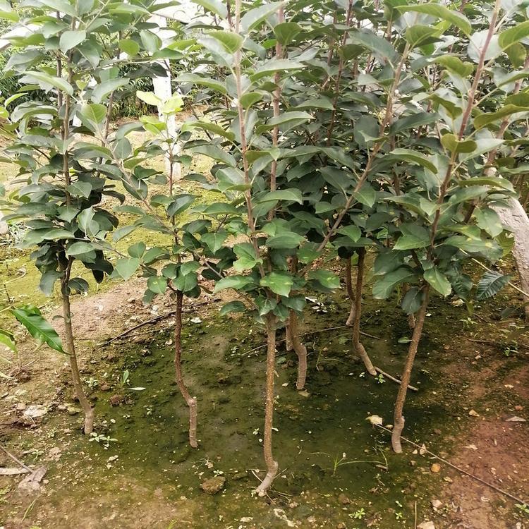 寒富苹果树苗批发 寒富苹果树苗价格 基地批发 永顺苗圃