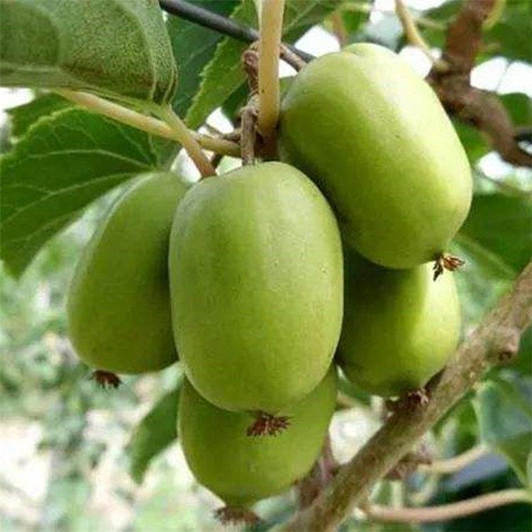 基地直销软枣子苗 软枣子苗批发 圆枣子苗价格优惠 永顺苗圃