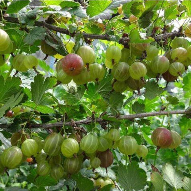 灯笼果苗 灯笼果苗批发 灯笼果基地 两公分灯笼果苗 灯笼果苗价格