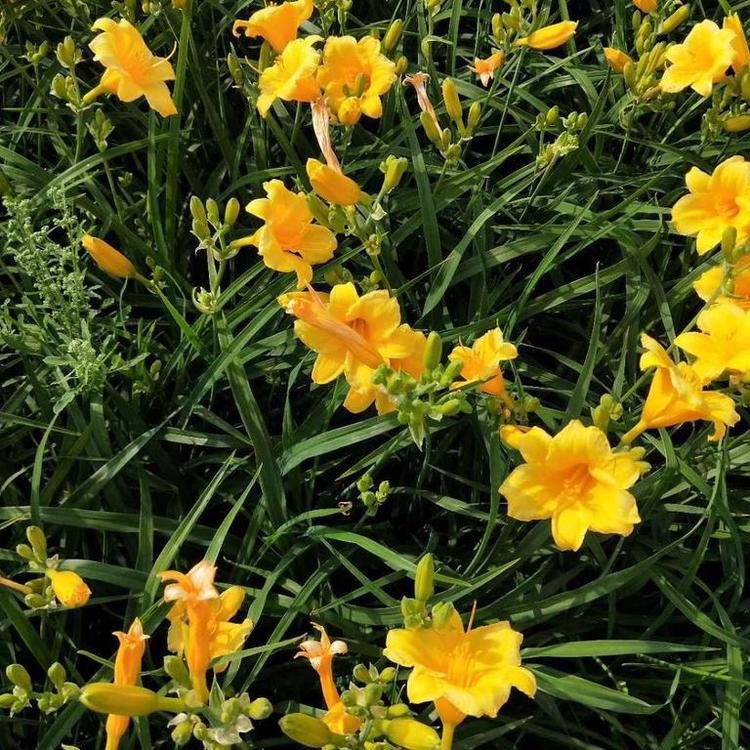 基地直销金娃娃萱草 金娃娃萱草价格优惠 绿化苗批发