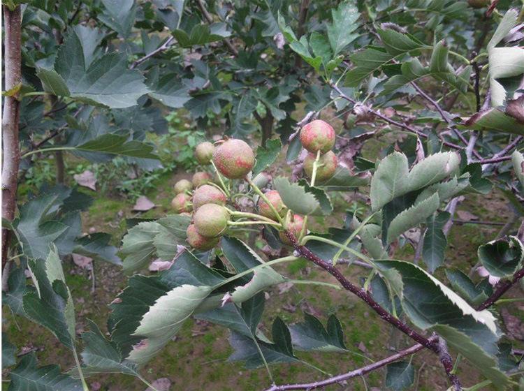 山里红苗大量预定 山里红树苗育苗基地 果树苗山里红苗批发