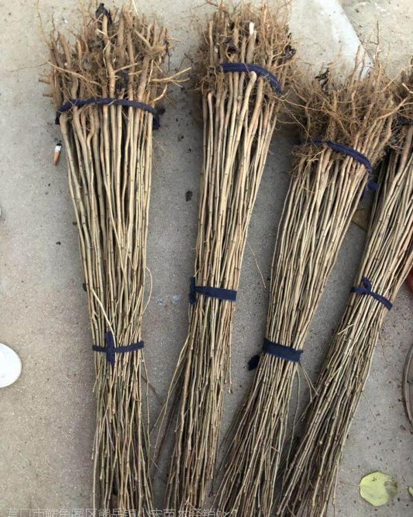 山梨丁子苗 山梨丁子苗批发 山梨丁子苗嫁接