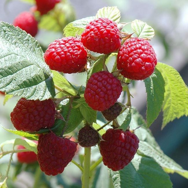 树莓苗批发 树莓苗价格优惠 盆栽地栽树莓苗 产量高 适应力超强