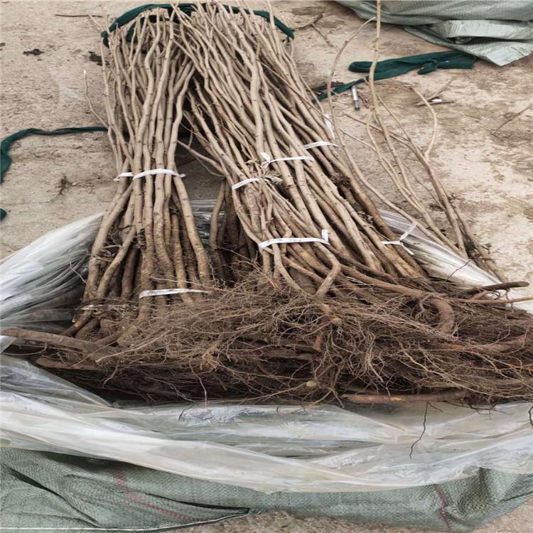 铁岭抗寒大榛子树苗 大榛子苗价格 优质榛子苗批发