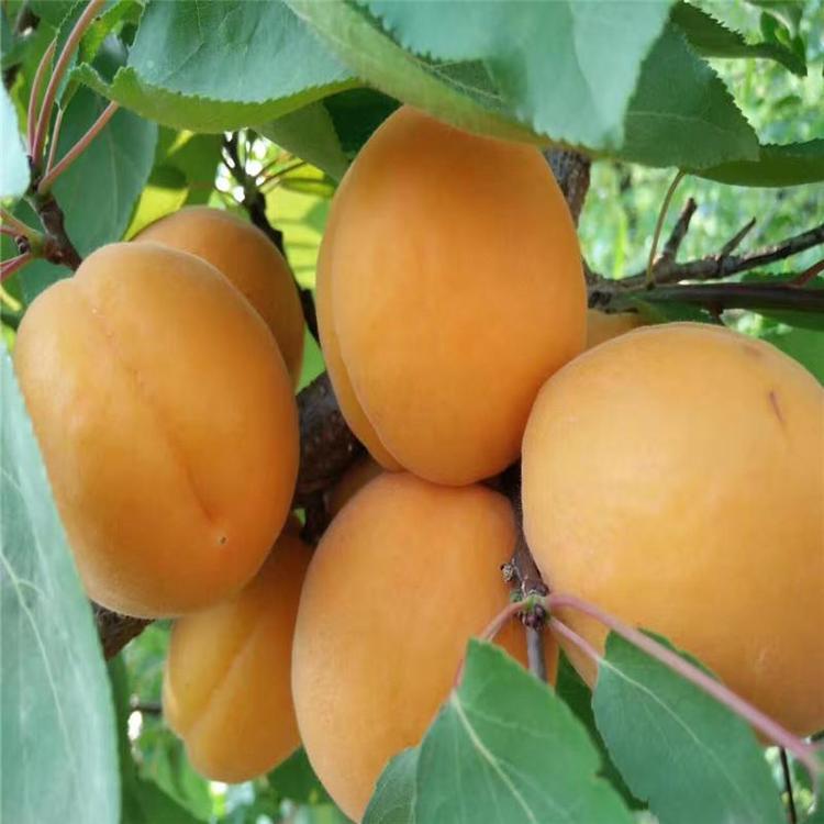 山杏苗批发 山杏苗价格 山杏苗现挖现卖 山杏苗耐寒苗