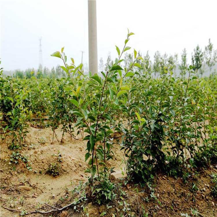 樱桃苗批发 樱桃苗便宜货源 樱桃树苗产地现货直发 樱桃苗坐果率高