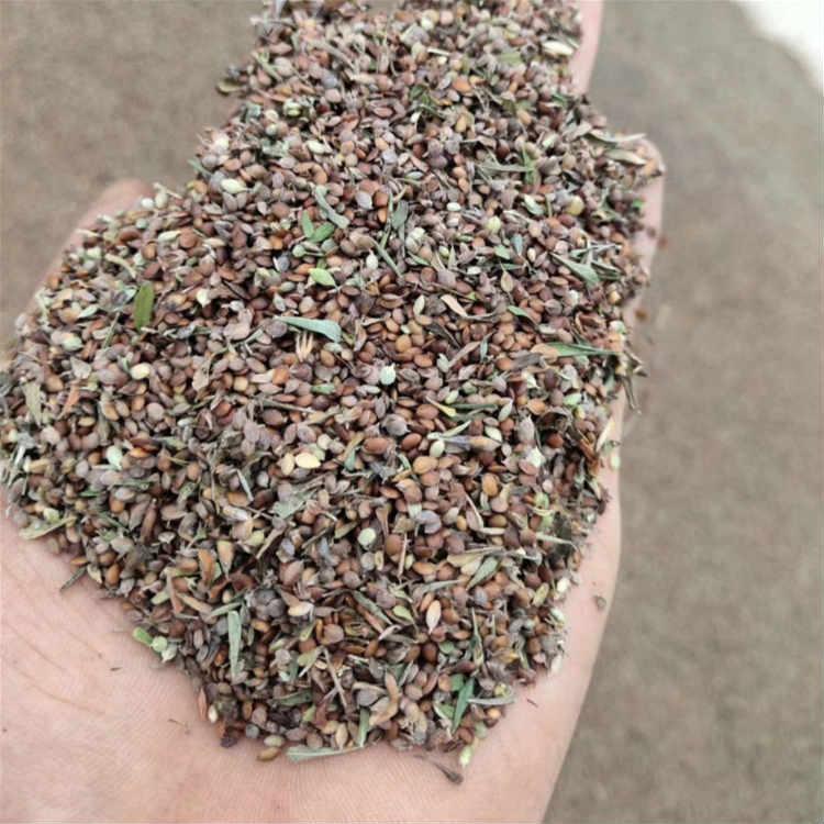 产地直销胡枝子种子 胡枝子种子价格  全国发货