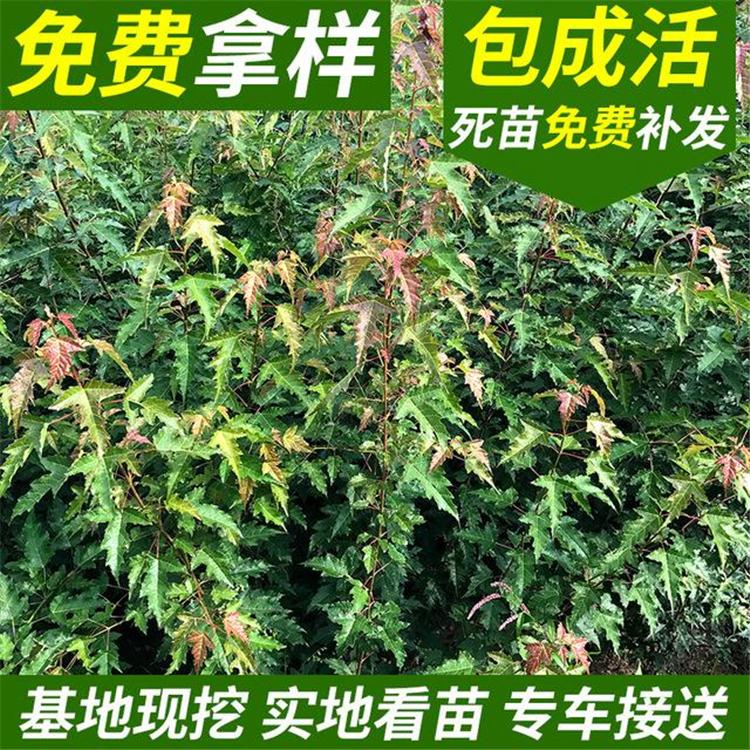 三角枫绿篱 绿化工程用种三角枫绿篱种子 辽宁园林绿化三角枫绿篱树苗厂家 