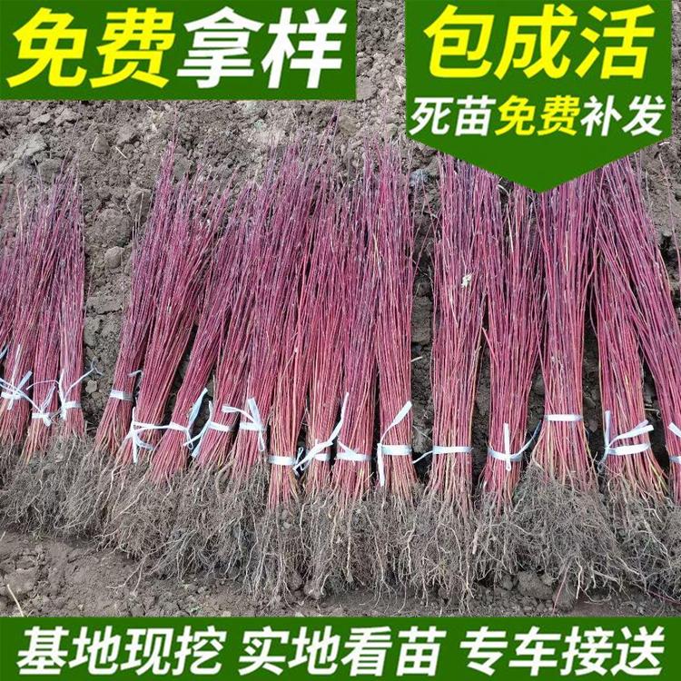 红端木 绿化工程用种红端木种子 辽宁园林绿化红端木树苗厂家 