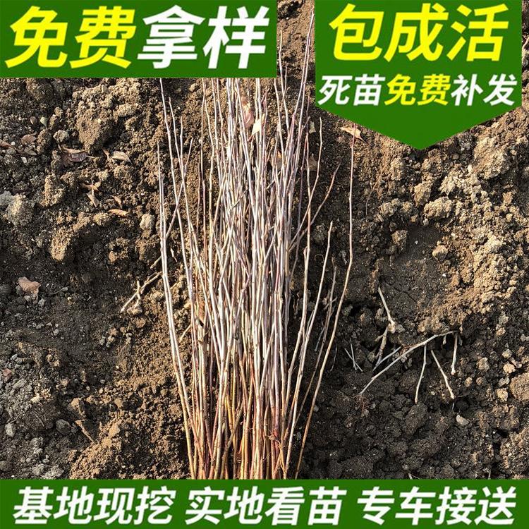 红瑞木种子批发 新采优良红瑞木苗基地