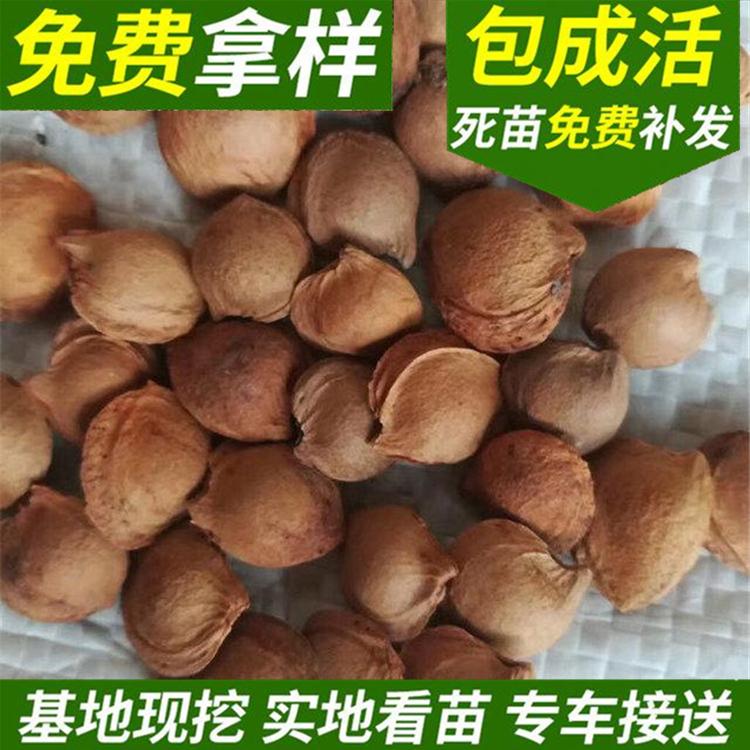 山杏 颗颗饱满杏核 辽宁园林绿化山杏种子厂家 