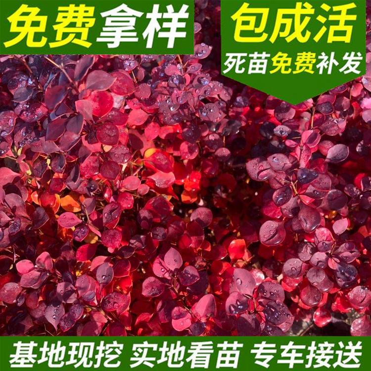 红叶小檗 绿化工程用种红叶小檗种子 辽宁园林绿化红叶小檗树苗厂家 