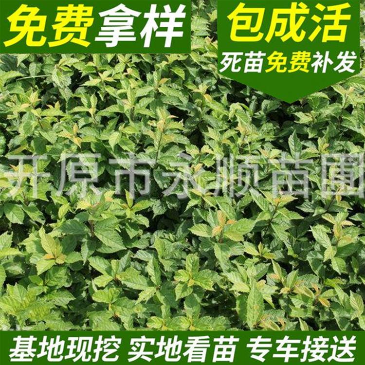 金叶榆叶梅 绿化工程用种榆叶梅种子 辽宁园林绿化榆叶梅树苗厂家 