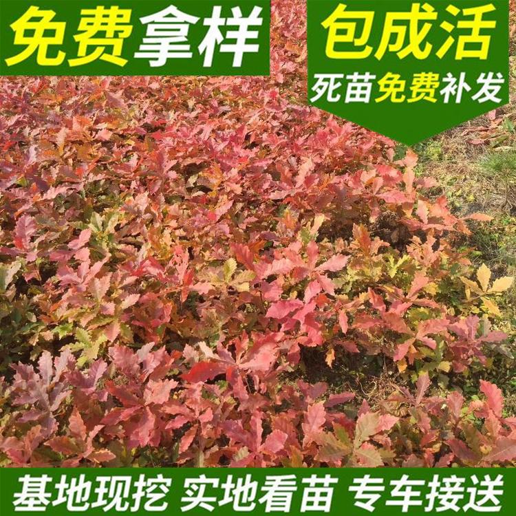 麻栎 绿化工程用种麻栎种子 辽宁园林绿化麻栎树苗厂家 