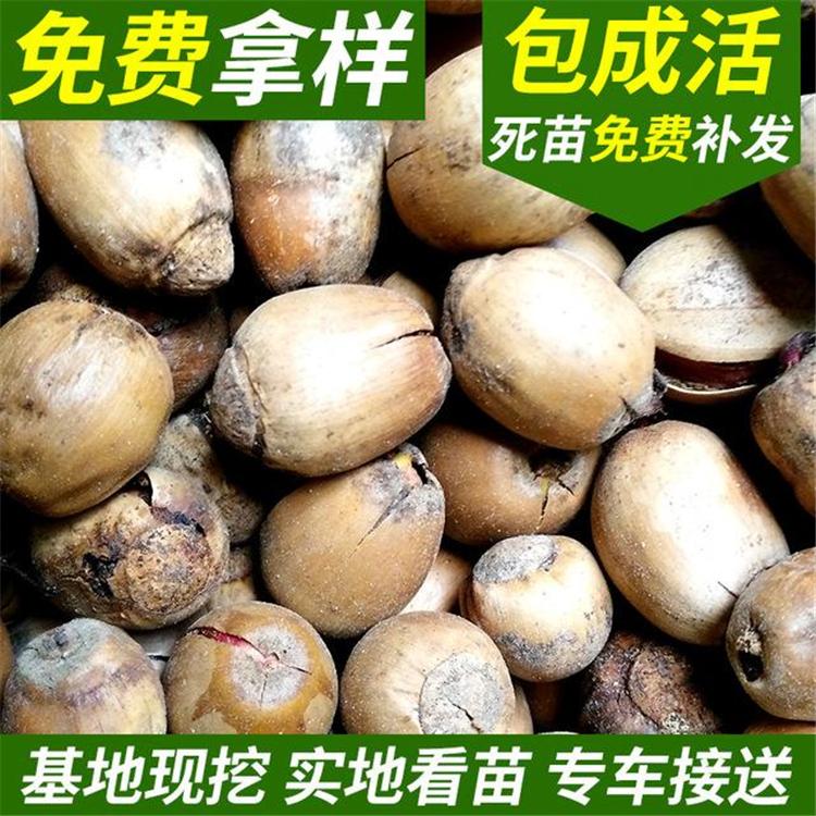 栓皮栎 颗颗饱满栓皮栎 辽宁园林绿化山栓皮栎子厂家 