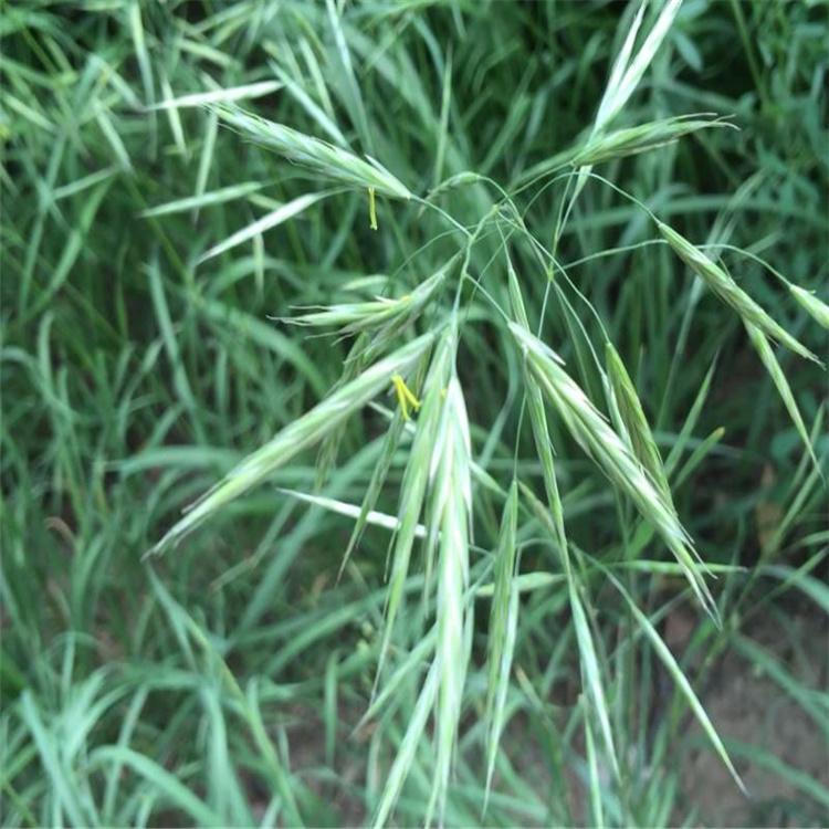 无芒雀麦价格 牧草种子 高产优质牧草 耐低温 耐旱耐寒全国适合播种
