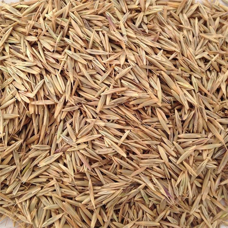 披碱草价格 各种草籽批发 基地直销绿化苗