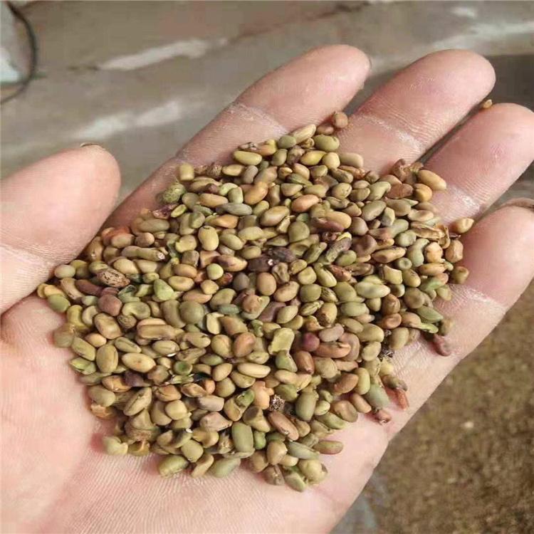 柠条种子批发 灌木类种批发 高速公路护坡草籽批发 价格优惠 全国发货