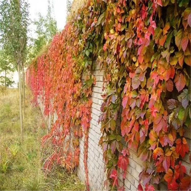 地锦种子批发 爬山虎种子批发 全国发货