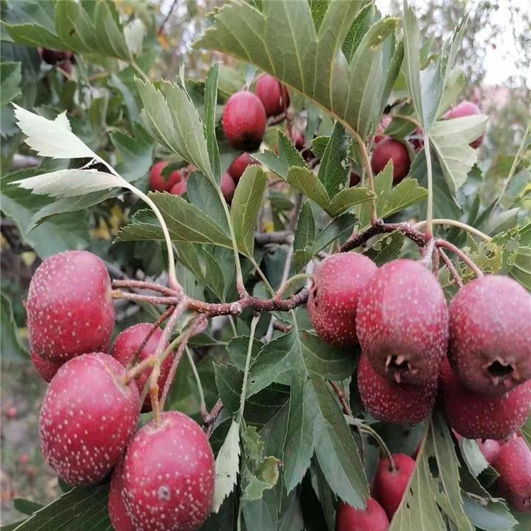 山楂苗价格 山楂苗批发 东北山楂苗 山楂苗农户直销