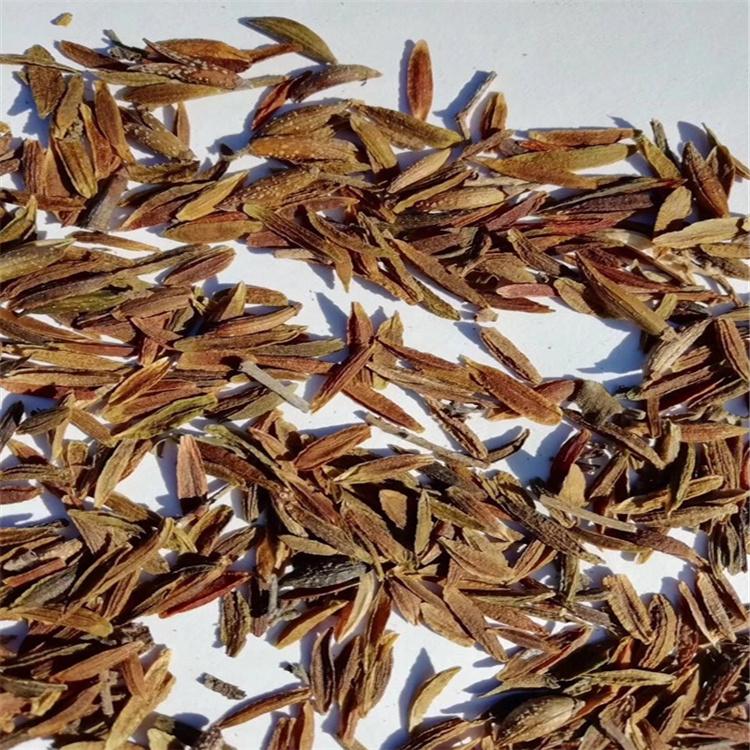 四季丁香种子批发 寒冷地区耐寒越冬灌木 灌木种子批发