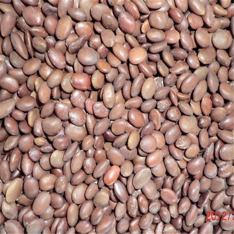 皂角种子批发 皂角种子价格优惠 全国发货 