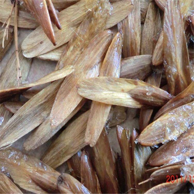 水曲柳种子批发 基地直销 全国发货 价格优惠