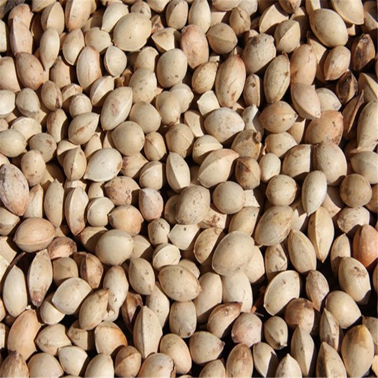 银杏种子批发 基地直销 价格优惠 永顺苗圃