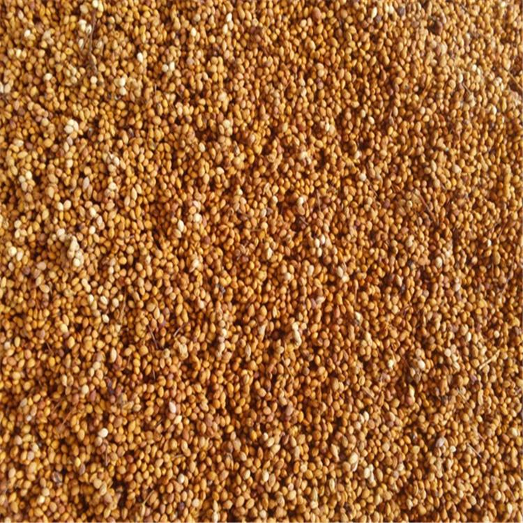 山桃稠李种子批发 山桃稠李种子价格优惠 山桃稠李树 基地出售 全国发货