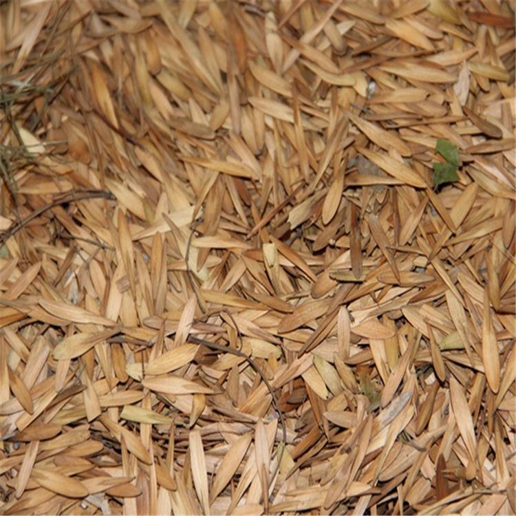 白腊种子批发 白腊种子价格优惠 全国发货 永顺苗圃