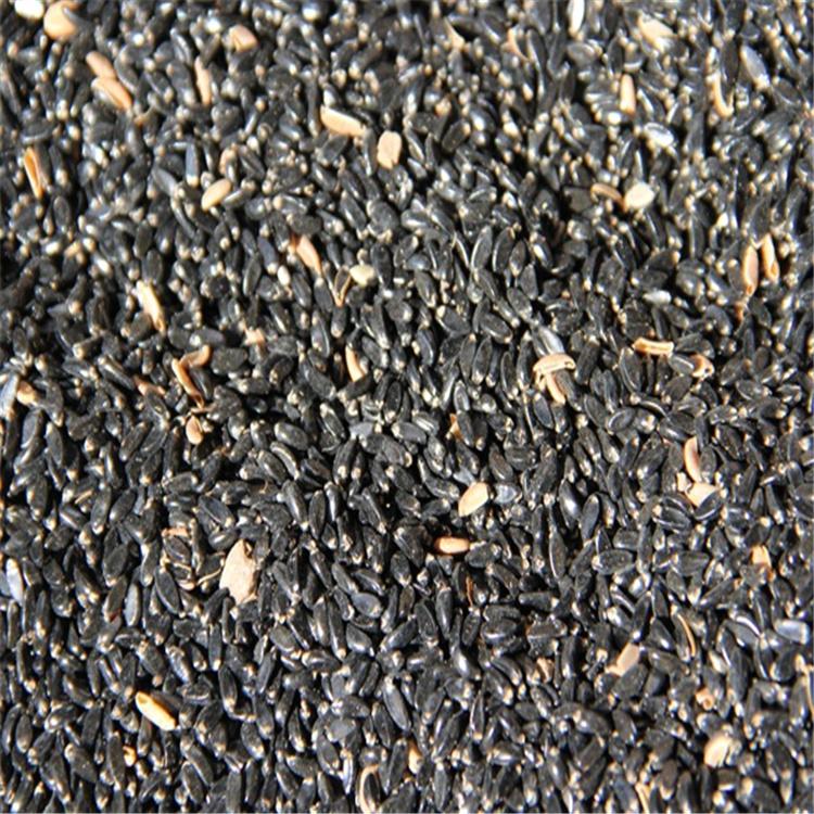 小叶黄杨种子批发 小叶黄杨种子价格优惠 全国发货 永顺苗圃