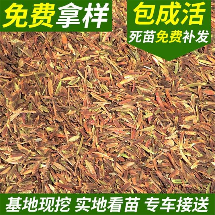 小叶丁香种批发 绿化花灌木批发 价格优惠 全国发货 永顺苗圃