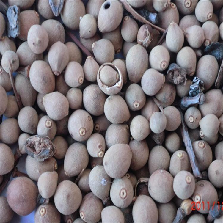 紫椴种子 绿化乔木 椴树种子 全国发货 永顺苗圃