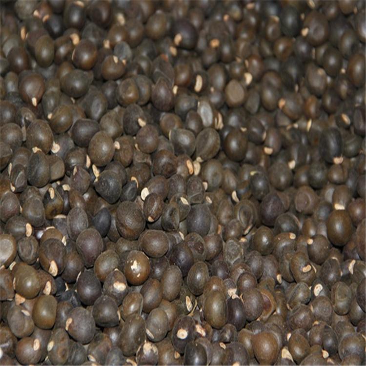 文冠果种子批发 文冠果种子价格优惠 全国发货 永顺苗圃