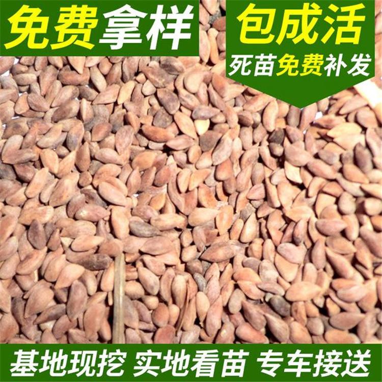 云杉种子批发 苗木种子批发 价格优惠 全国发货 永顺苗圃