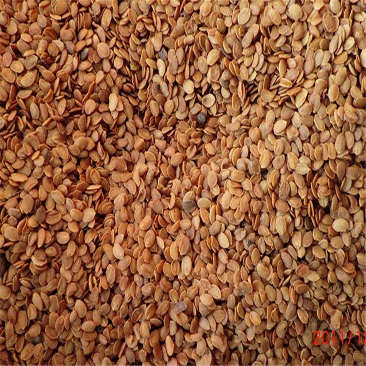 忍冬种子批发 忍冬种子价格优惠 全国发货 永顺苗圃