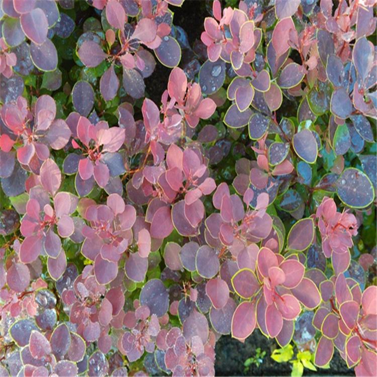 绿化紫叶小檗产地供应 紫叶小檗苗基地 永顺苗圃抄底价格直供 全国发货 