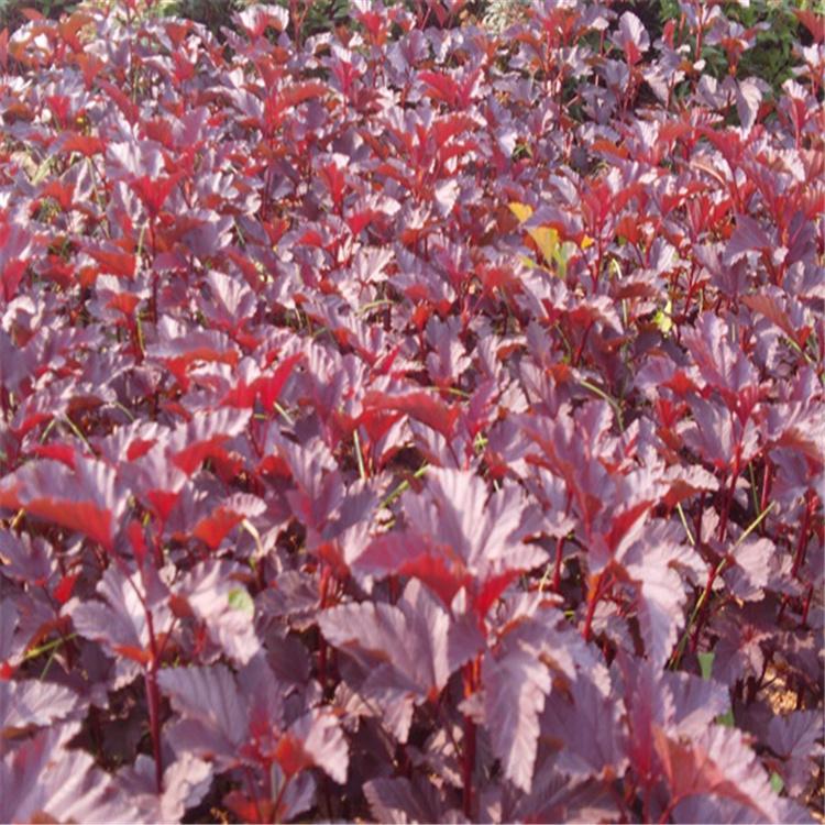 紫叶枫香果苗批发 价格优惠 全国发货