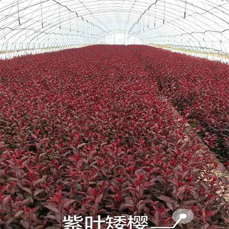 紫叶矮樱批发 紫叶矮樱价格优惠 全国发货 永顺苗圃