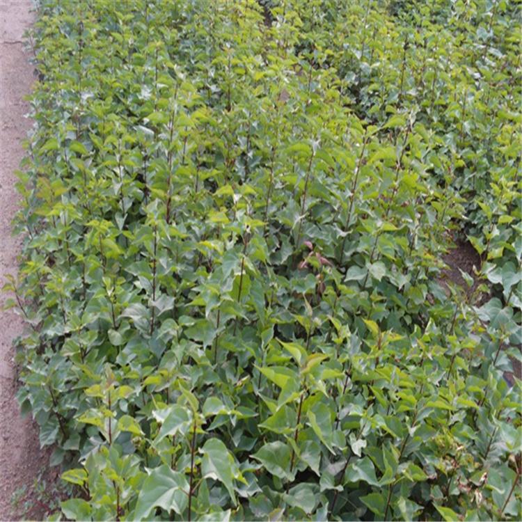 紫丁香小苗 大量出售紫丁香小苗 价格优惠 全国发货 永顺苗圃