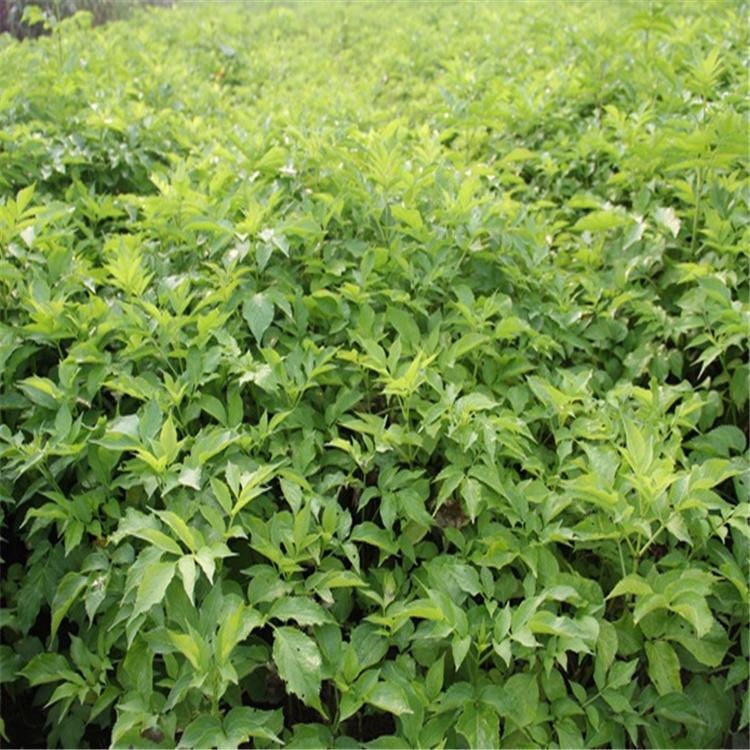 接骨木批发 东北耐寒接骨木苗价格优惠 全国发货 永顺苗圃